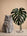 Variegated Ranch - Home
